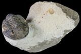 Bargain, Gerastos Trilobite Fossil - Morocco #84617-1